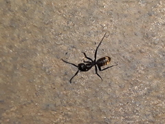 Camponotus chrysurus