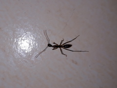 Camponotus etiolipes