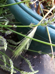 Hordeum vulgare