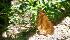 Symbrenthia lilaea formosanus