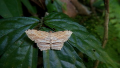 Calletaera postvittata