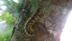 Phalera flavescens