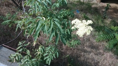 Sambucus cerulea