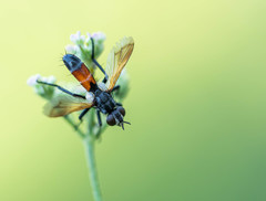 Cylindromyia brassicaria