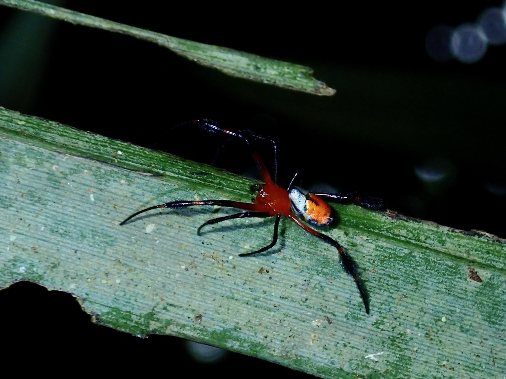 Leucauge kuchingensis