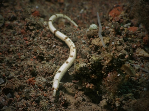 Banner's pipefish (Cosmocampus banneri) — Syngnathidae
