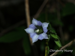 Tripterospermum lanceolatum