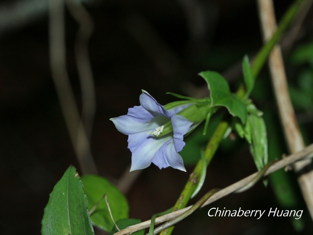 Tripterospermum lanceolatum