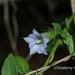 Tripterospermum lanceolatum - Photo (c) Lijin Huang (紫楝), μερικά δικαιώματα διατηρούνται (CC BY-NC), uploaded by Lijin Huang (紫楝)