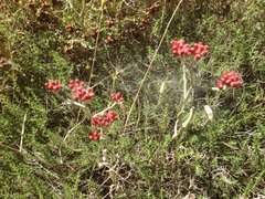 Helichrysum sanguineum