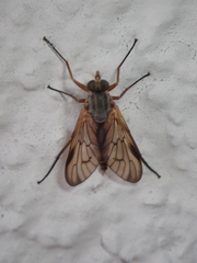 Rhagio vitripennis