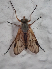 Rhagio vitripennis