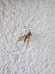 Rhagio vitripennis