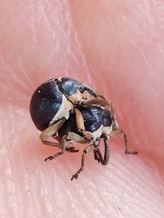 Orobitis cyanea