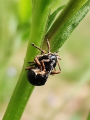 Orobitis cyanea