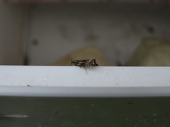 Syricoris lacunana