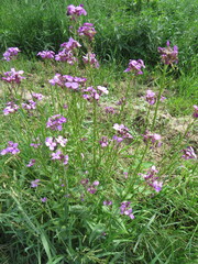 Hesperis pycnotricha