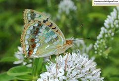 Argynnis vorax