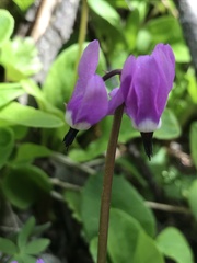 Primula frigida