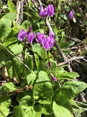 Primula frigida