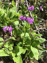 Primula frigida