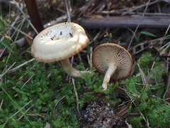 Singerocybe clitocyboides