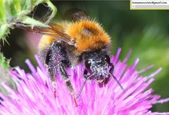 Bombus hedini