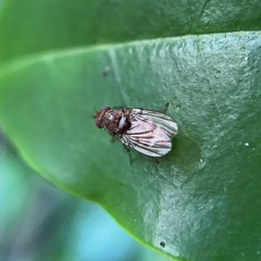 Minettia maculithorax