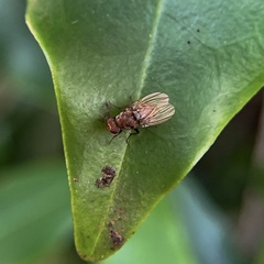 Minettia maculithorax