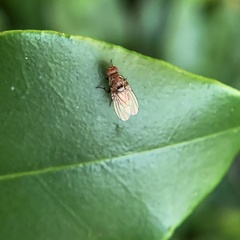 Minettia maculithorax