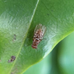 Minettia maculithorax