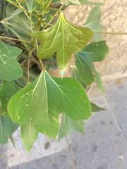 Brachychiton populneus