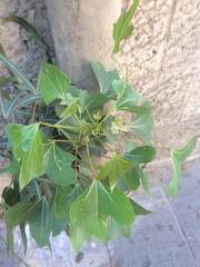 Brachychiton populneus