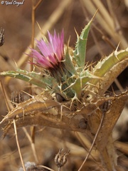 Carlina lanata
