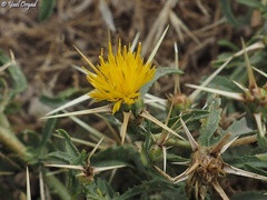 Centaurea hyalolepis