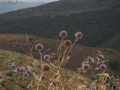 Echinops adenocaulos