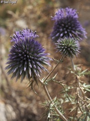 Echinops adenocaulos