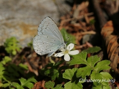Celastrina argiolus caphis