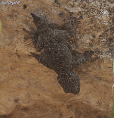 Ptyodactylus puiseuxi