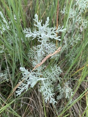 Artemisia maritima