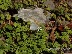 Celastrina argiolus caphis