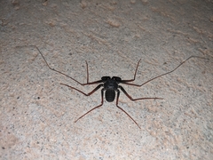 Paraphrynus carolynae