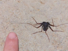 Paraphrynus carolynae