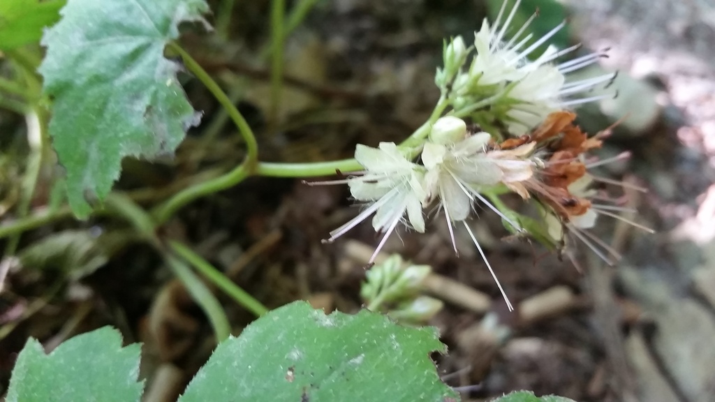 Broad-leaf Waterleaf from Blount County, TN, USA on May 20, 2017 at 09: ...