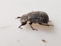 Trox scaber