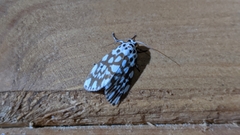 Adites pseudohilaris