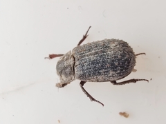 Trox scaber