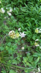 Allium canadense canadense