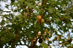 Andricus quercuscalifornicus