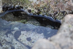 Clibanarius taeniatus